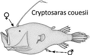 Cryptosaras